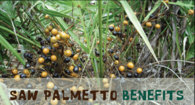 benefits of saw palmetto