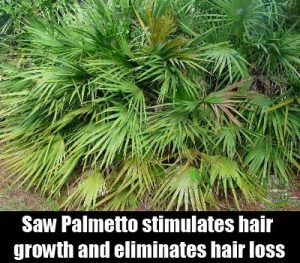 saw palmetto hair growth