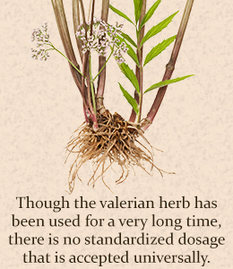 valerian root dosage